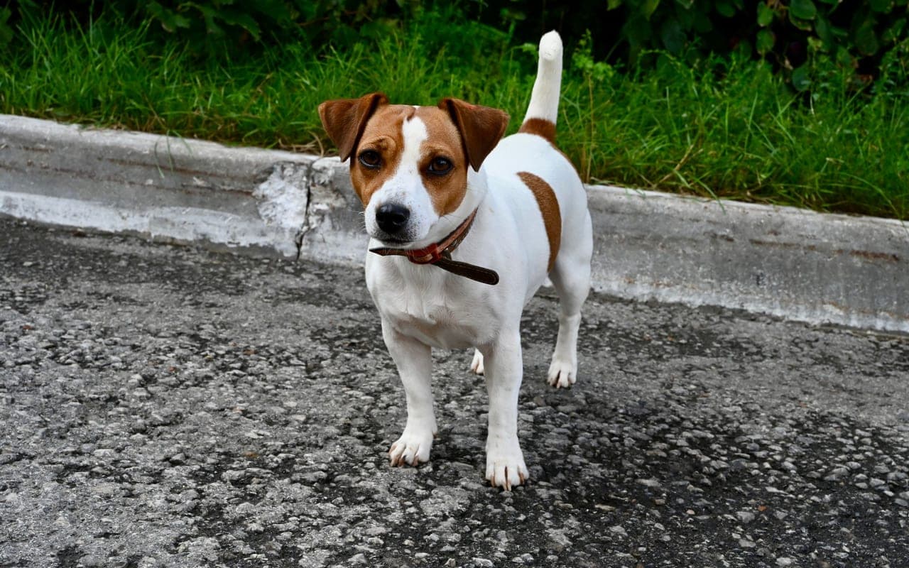 Russell Terrier — photo by Albima (Pexels)