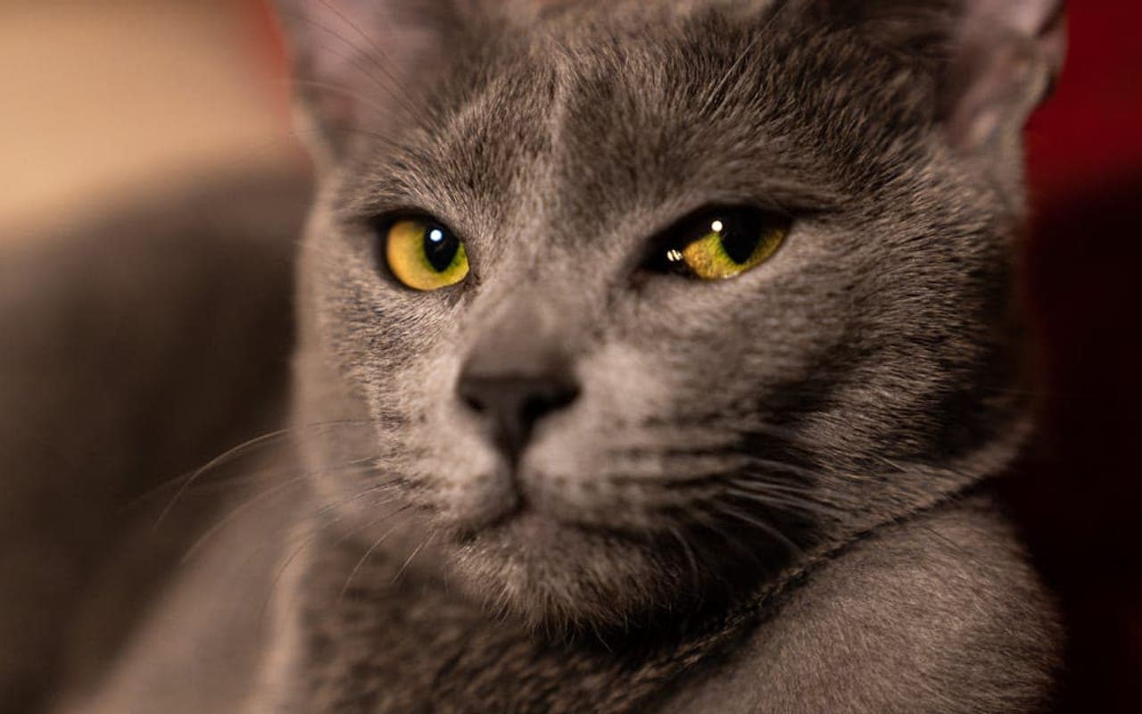 Russian Blue cat breed