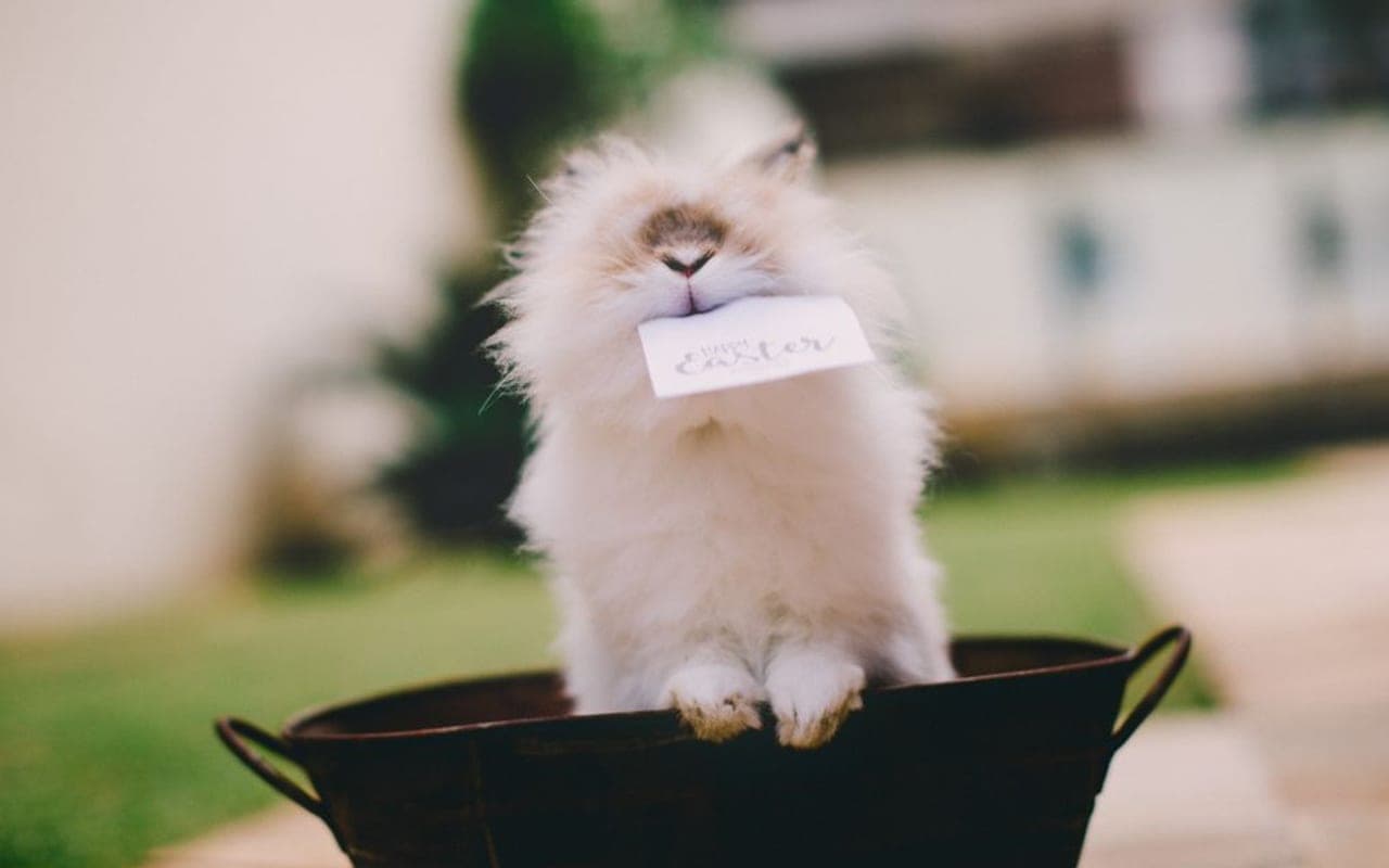 Satin Angora rabbit breed