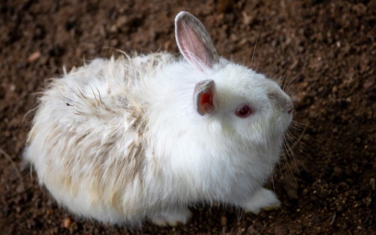 Satin Angora — photo by Magda Ehlers