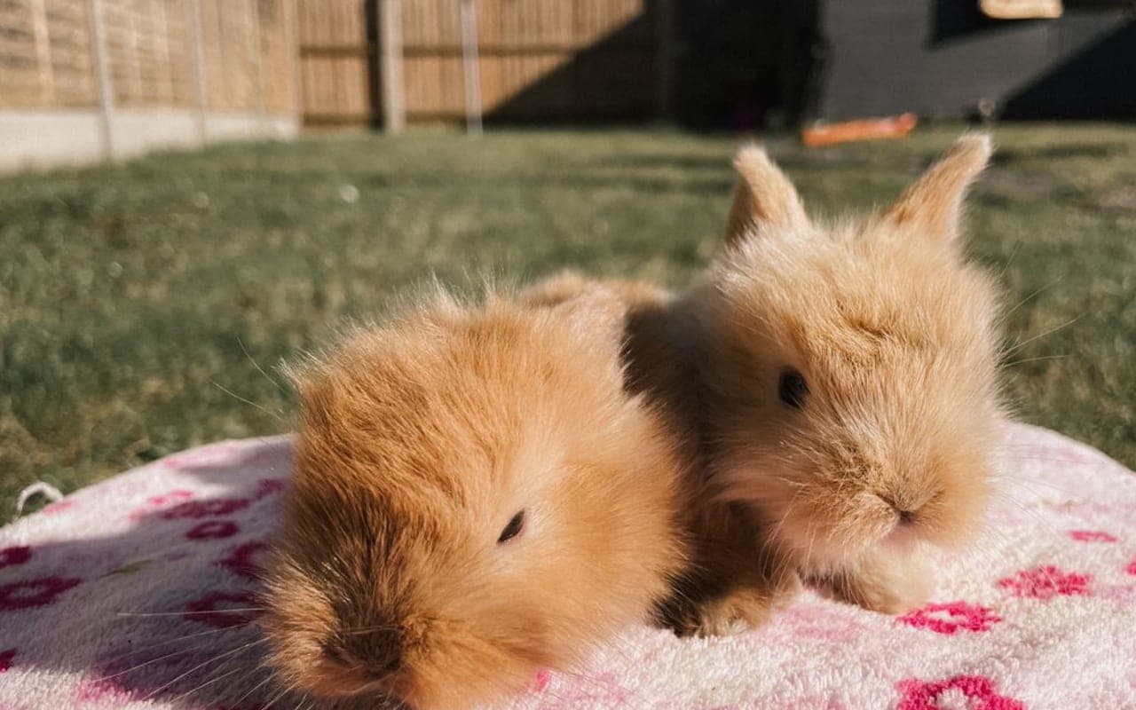 Satin Angora — photo by Courtney Bayliss