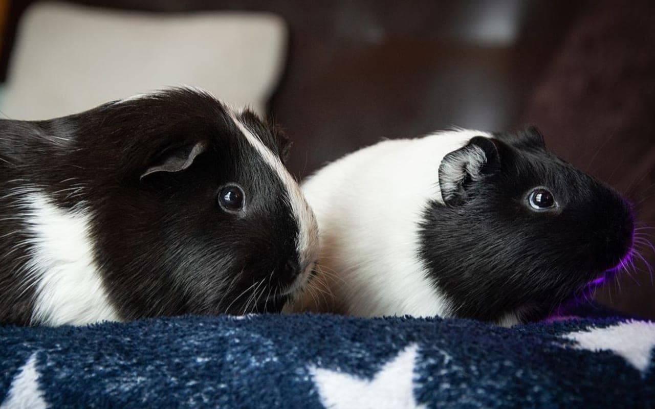 Satin Guinea Pig — photo by Vika Glitter