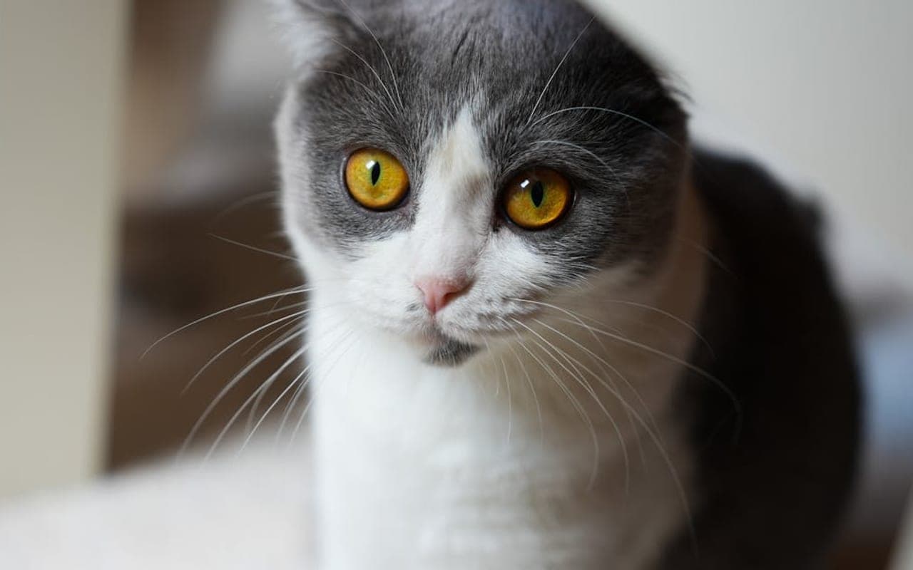 Scottish Fold cat breed