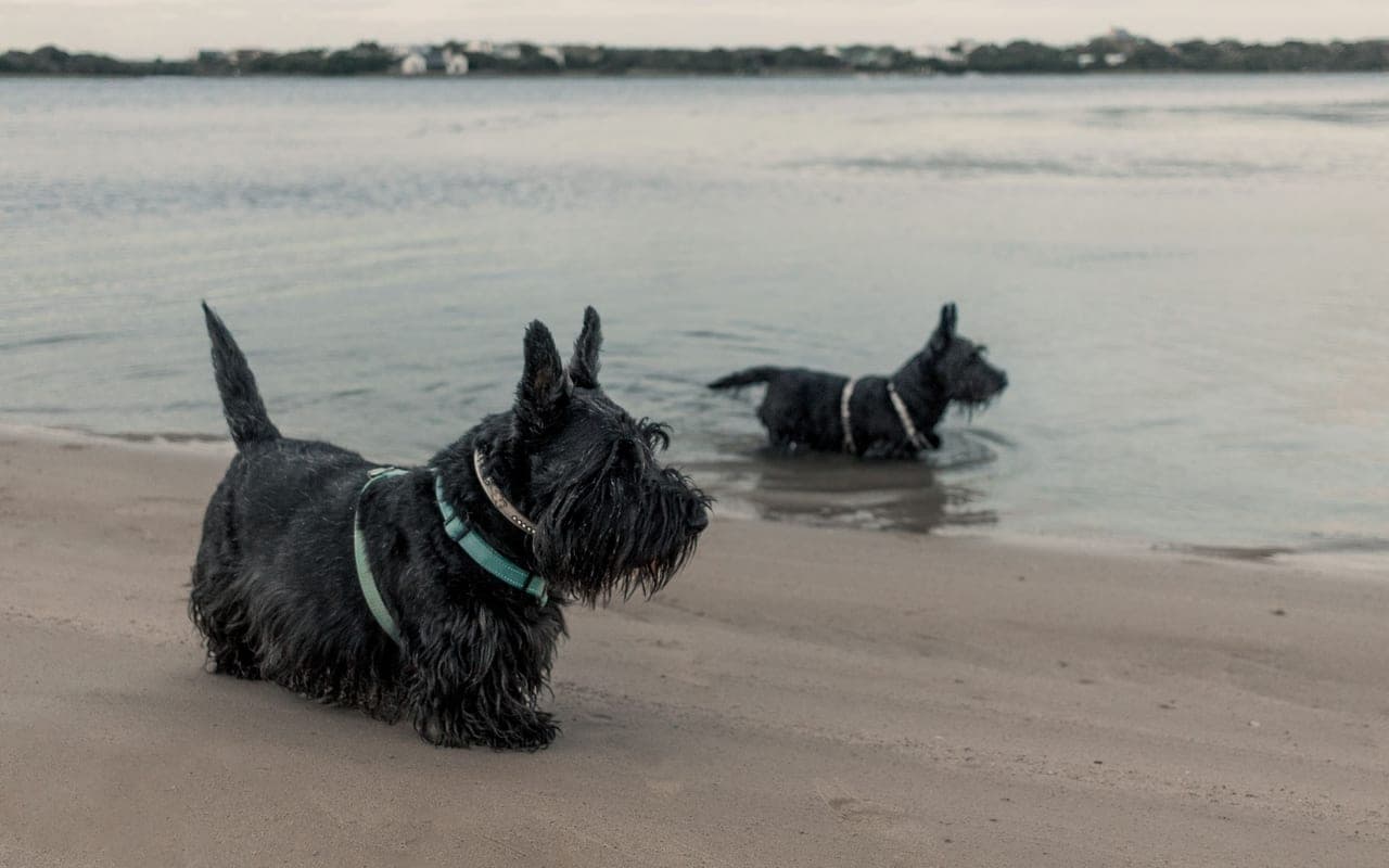 Scottish Terrier — photo by Ashford Marx (Pexels)