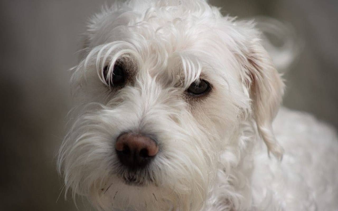 Sealyham Terrier — gallery 3