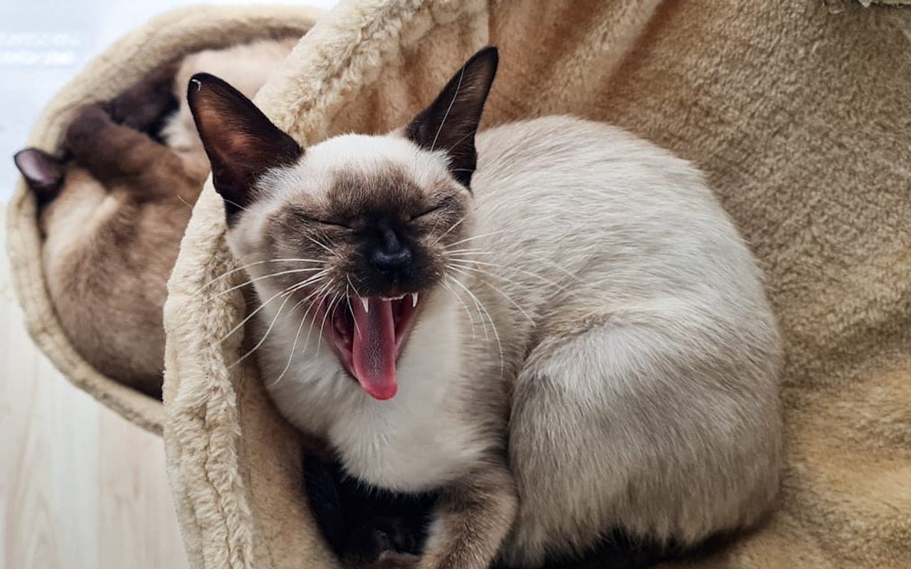 Siamese