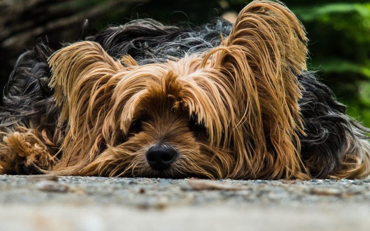 Silky Terrier — gallery 4