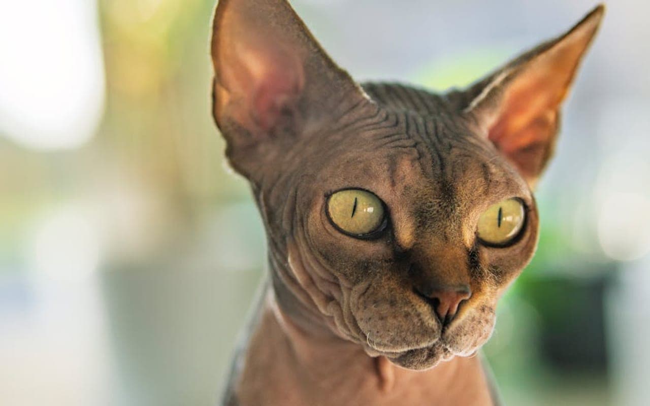 Sphynx cat breed