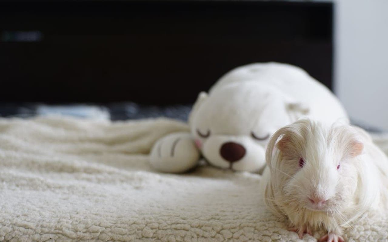 Teddy Guinea Pig — photo by Armand Valendez