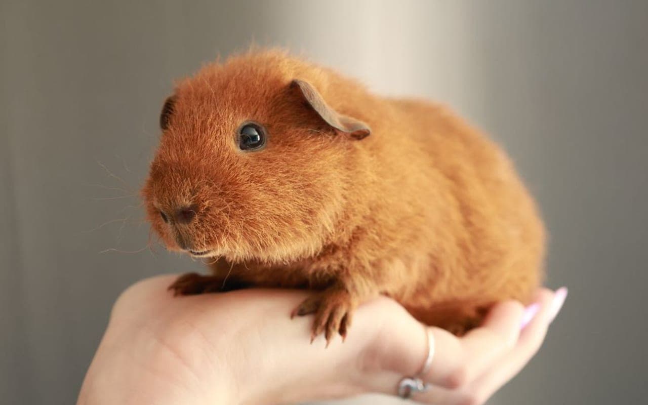 Teddy Guinea Pig — photo by Meyeli Photo