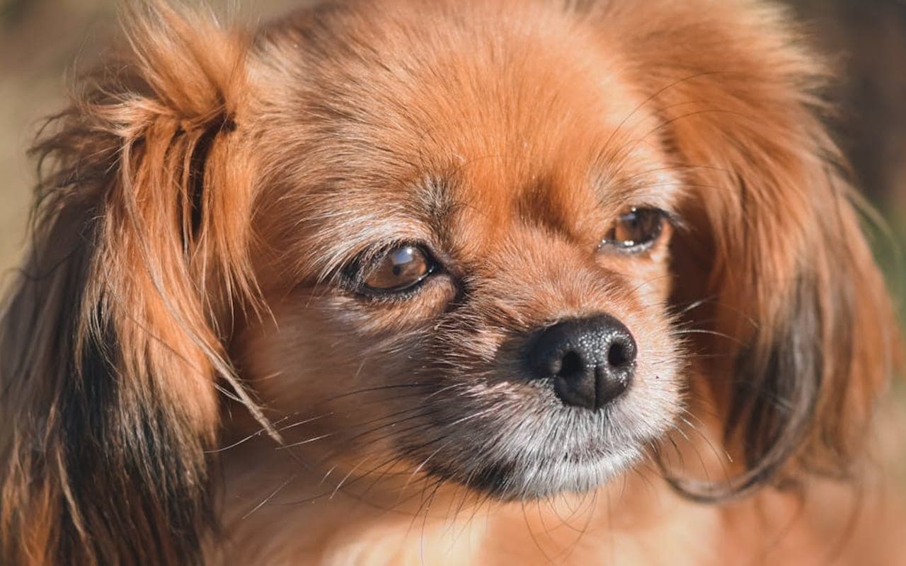 Tibetan Spaniel — gallery 3