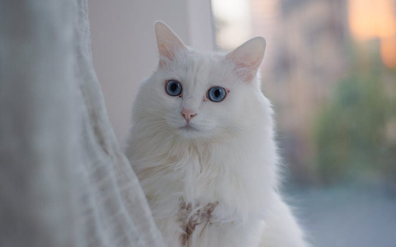 Turkish Angora