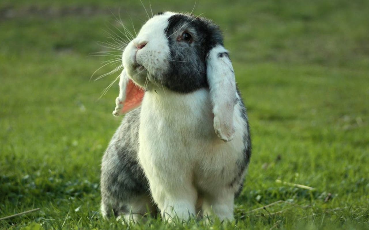 Velveteen Lop rabbit breed