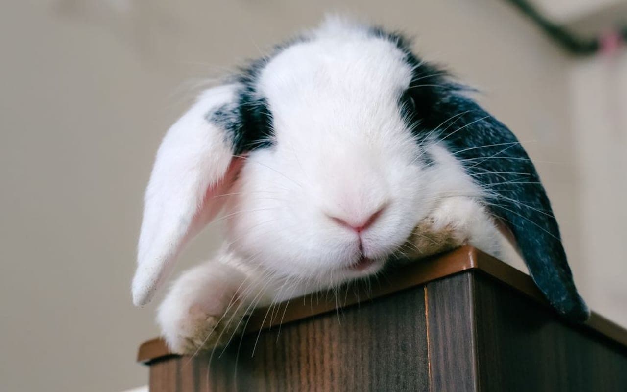 Velveteen Lop — photo by Ceren Büşra SEVTEKİN
