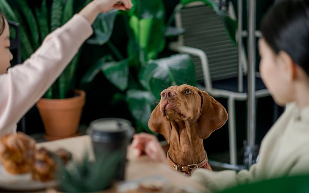 Vizsla — gallery 4
