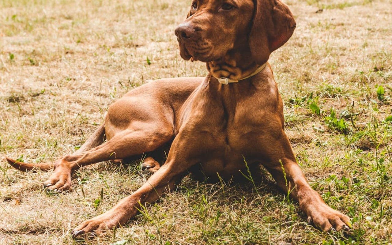 Vizsla — gallery 5