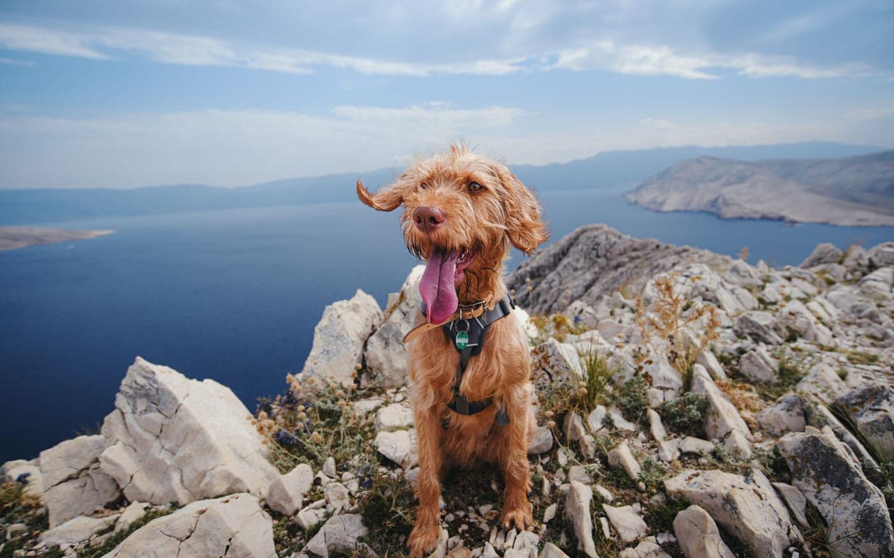 Wirehaired Vizsla — photo by Andreas Schnabl (Pexels)