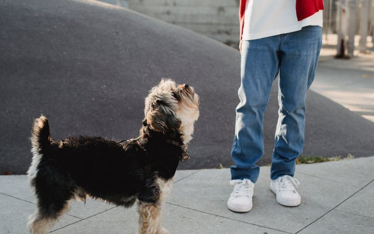 Yorkshire Terrier — gallery 2