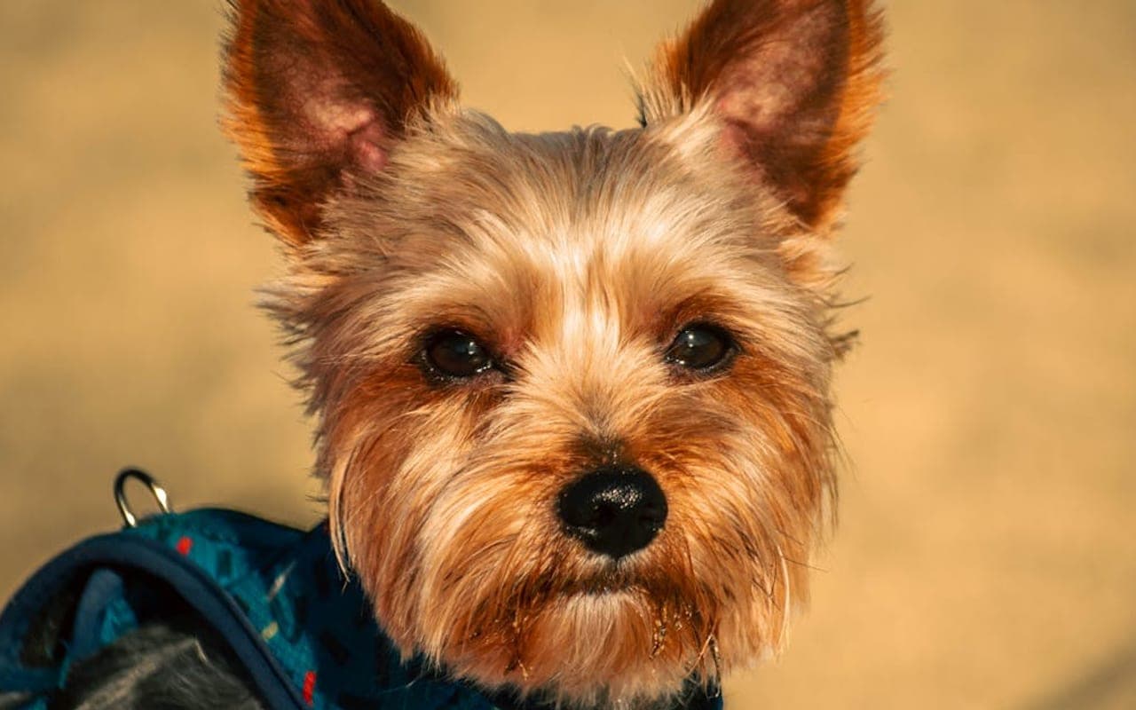Yorkshire Terrier — gallery 3