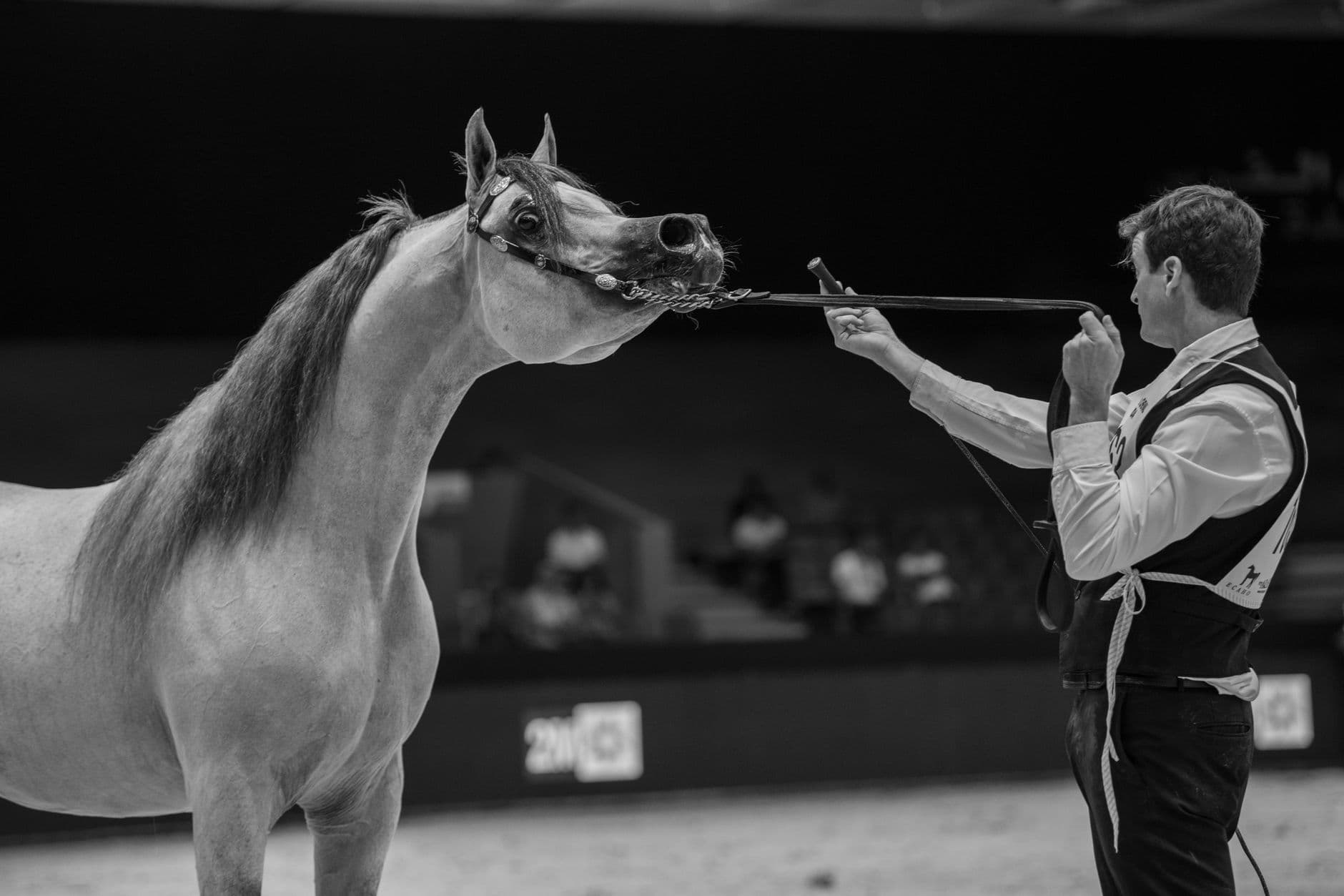 Arabian Horse — Stunning black and white shot of an Arabian horse being shown by a handler during a competition.
