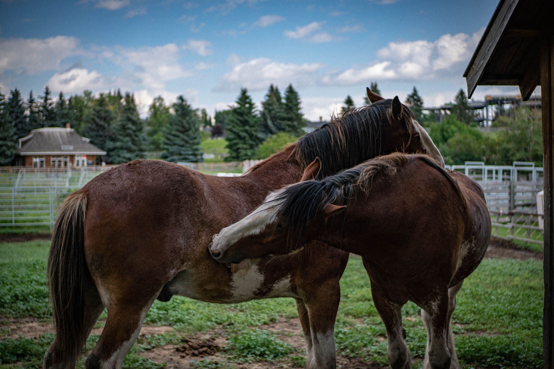 Clydesdale Horse — Two Clydesdale horses interacting in a scenic Calgary pasture on a sunny day.