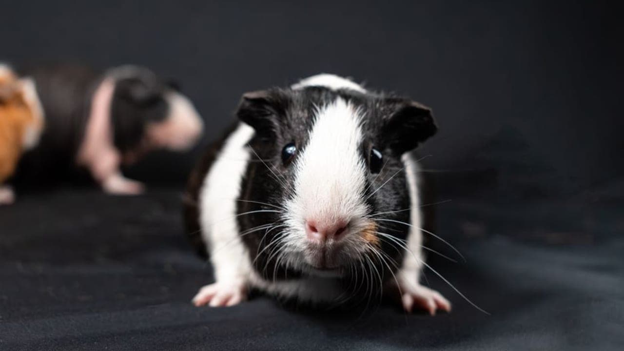 Domestic guinea pig, representative photograph (breed not individually verified)
