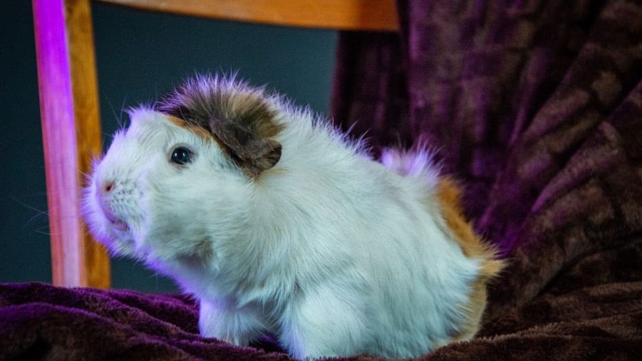 Domestic guinea pig, representative photograph (breed not individually verified)