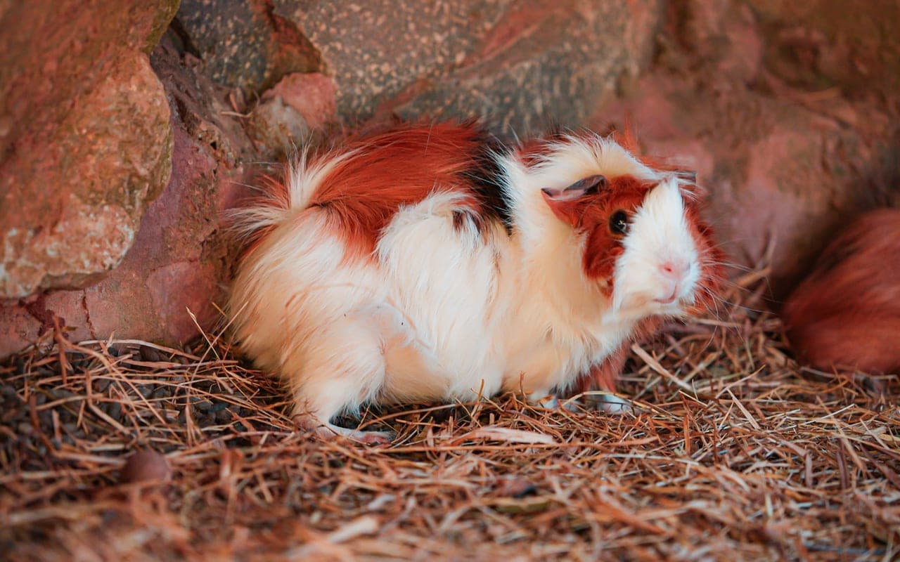 Domestic guinea pig, representative photograph (breed not individually verified)