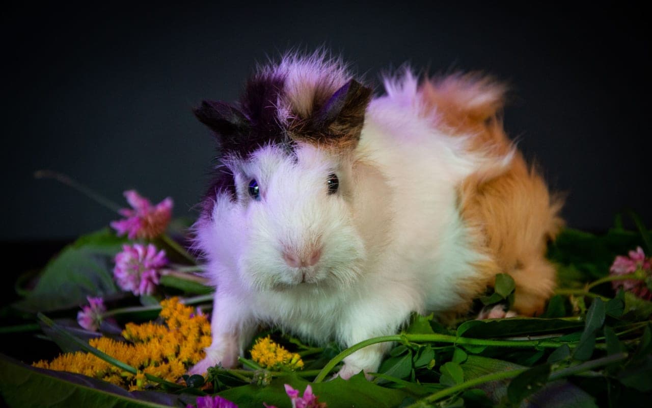 Domestic guinea pig, representative photograph (breed not individually verified)