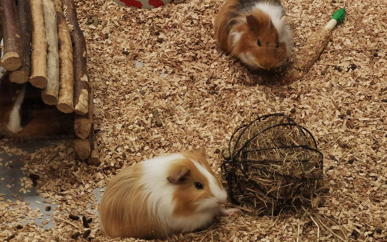 Domestic guinea pig, representative photograph (breed not individually verified)