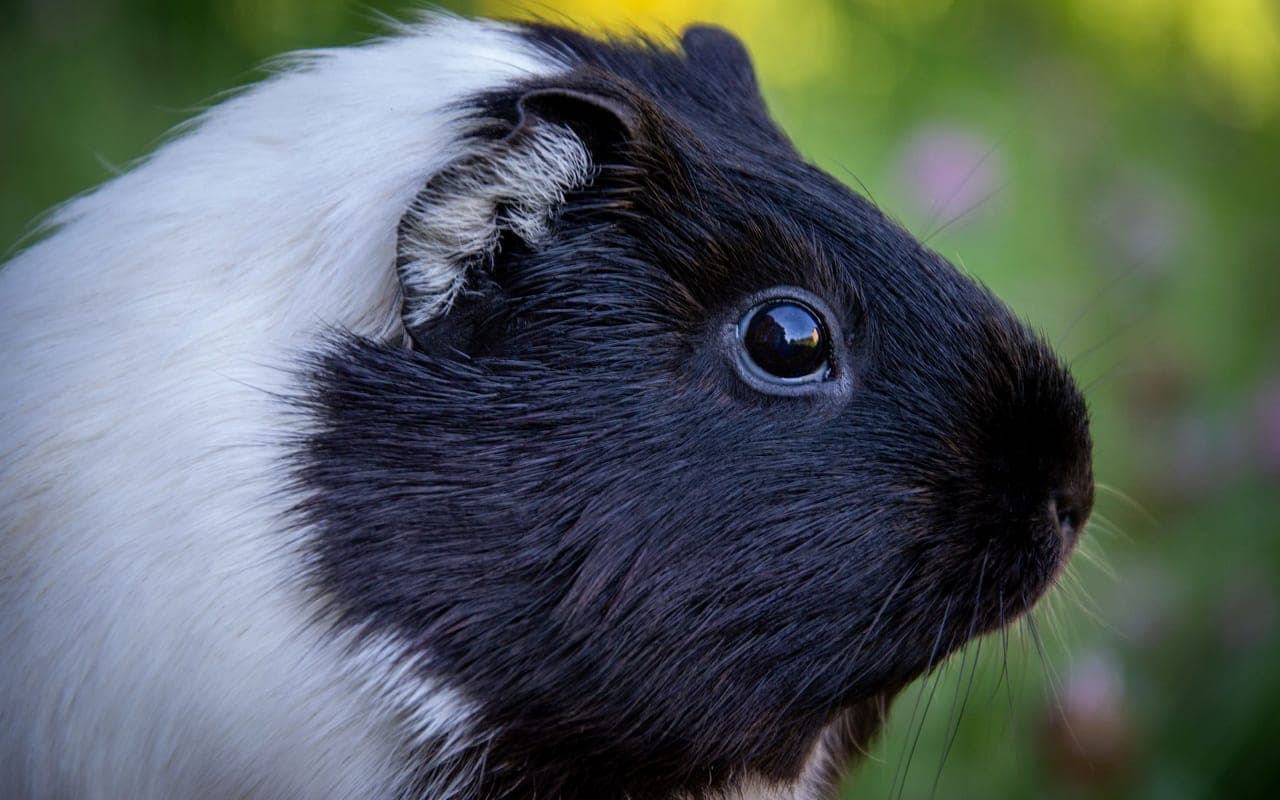 Domestic guinea pig, representative photograph (breed not individually verified)