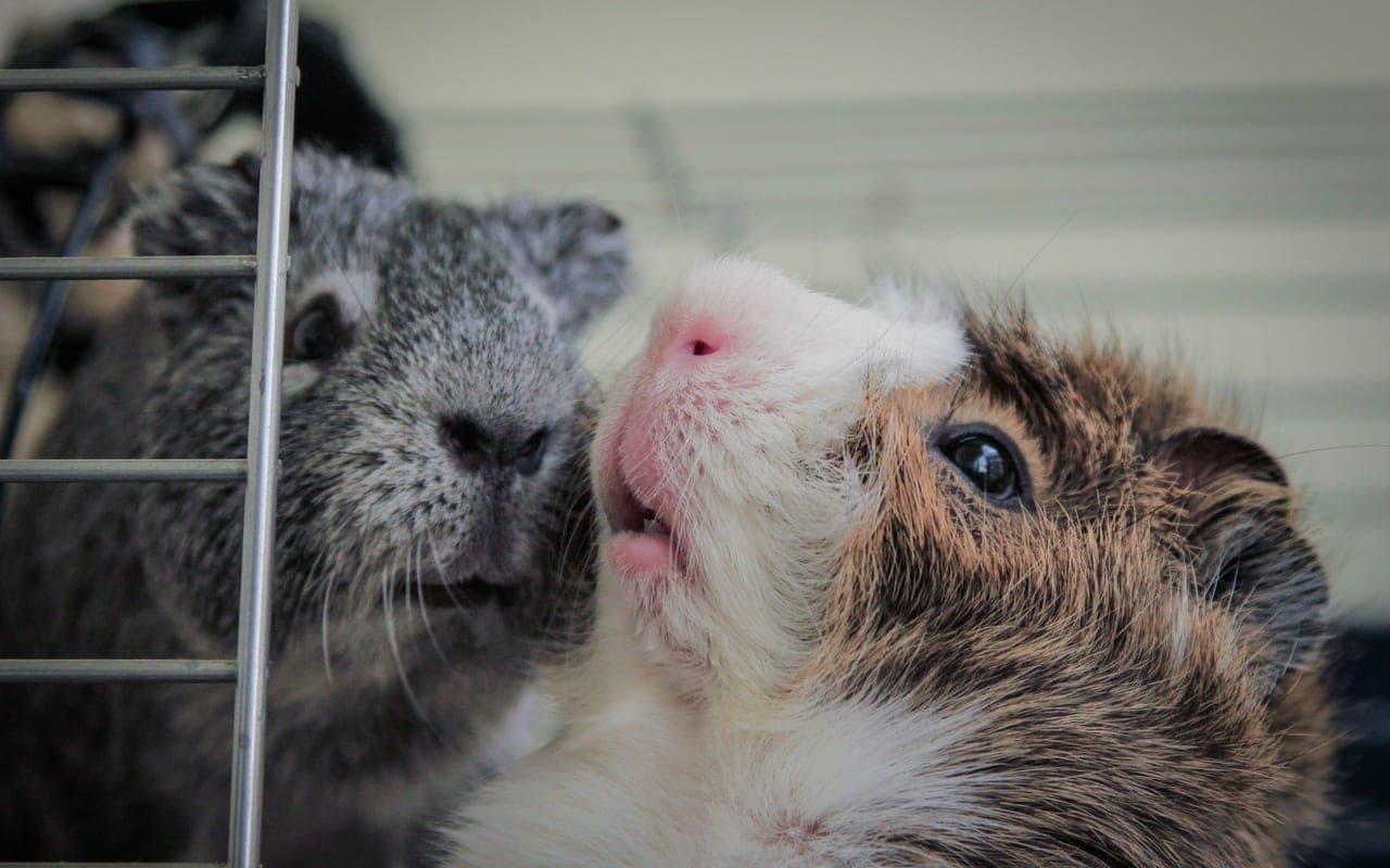 Domestic guinea pig, representative photograph (breed not individually verified)