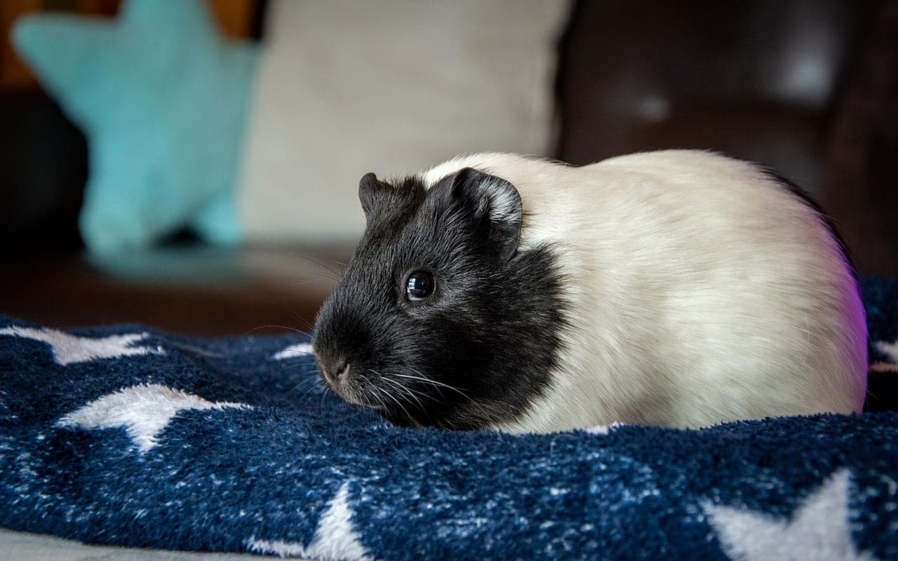 Domestic guinea pig, representative photograph (breed not individually verified)