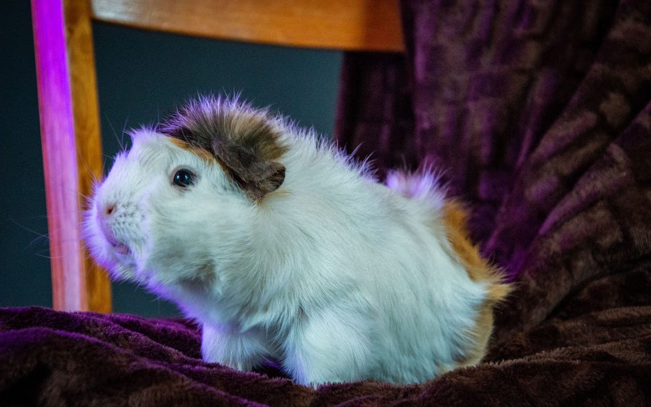 Domestic guinea pig, representative photograph (breed not individually verified)