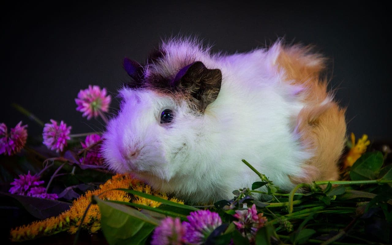 Domestic guinea pig, representative photograph (breed not individually verified)