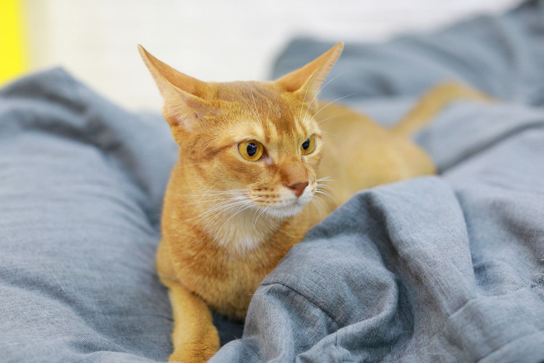 Abyssinian Cat Care Guide