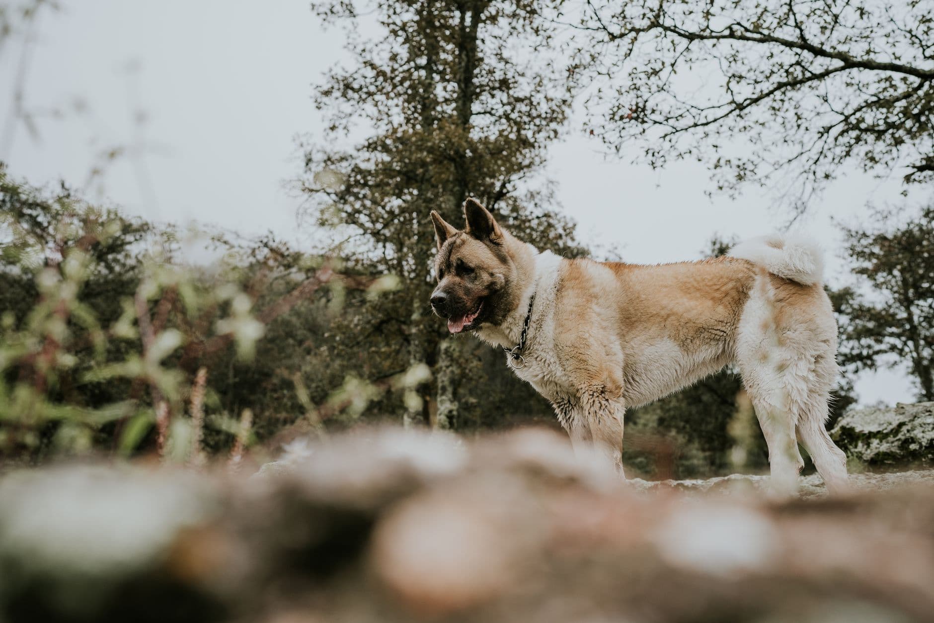 Akita Care Guide