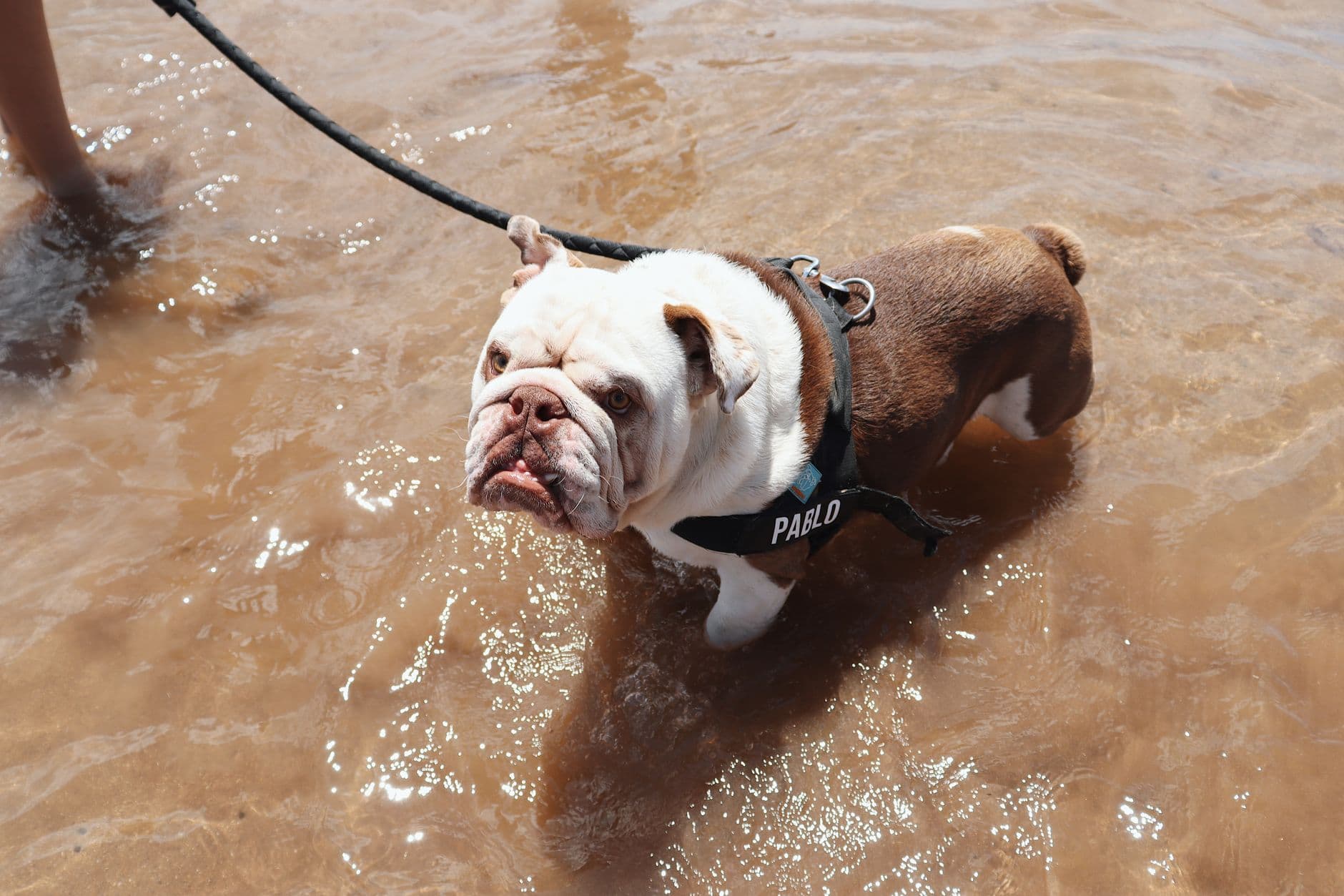 English Bulldog Care Guide