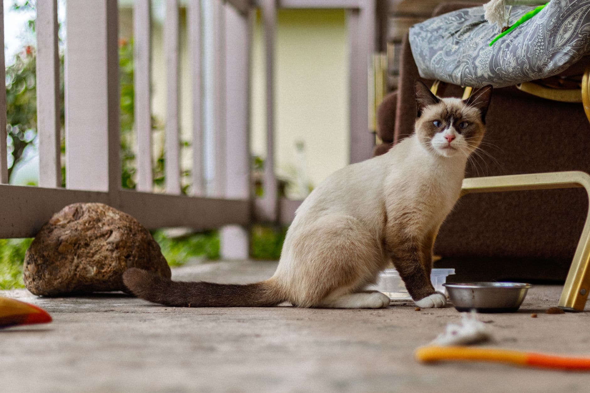 Burmese Cat Care Guide
