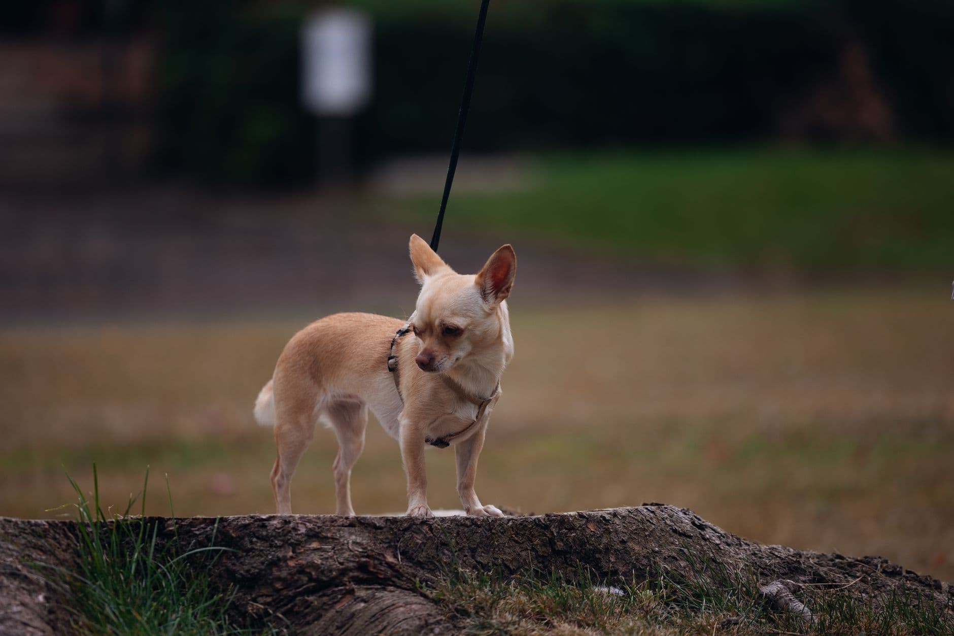 Chihuahua Care Guide