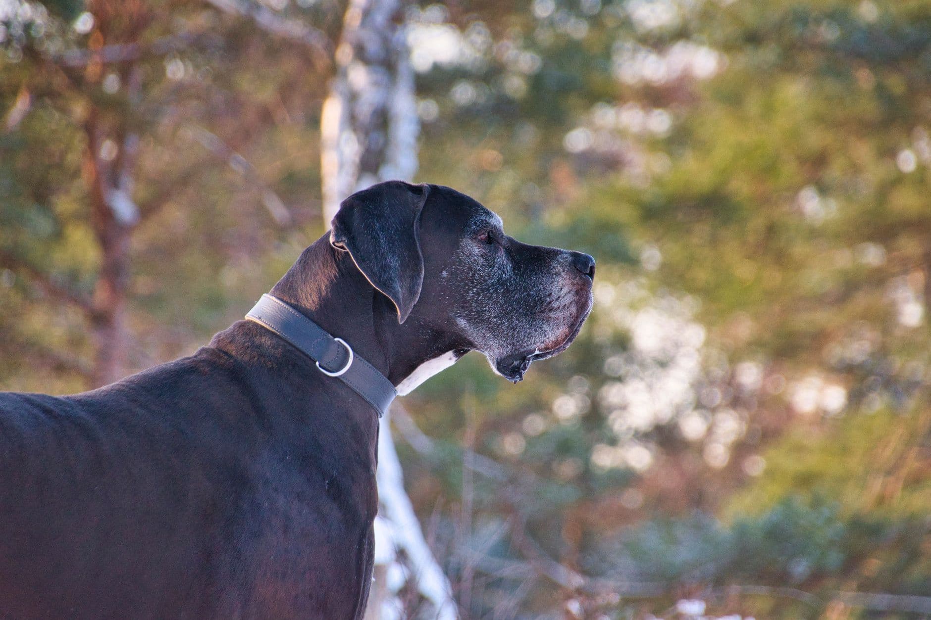 Great Dane Care Guide