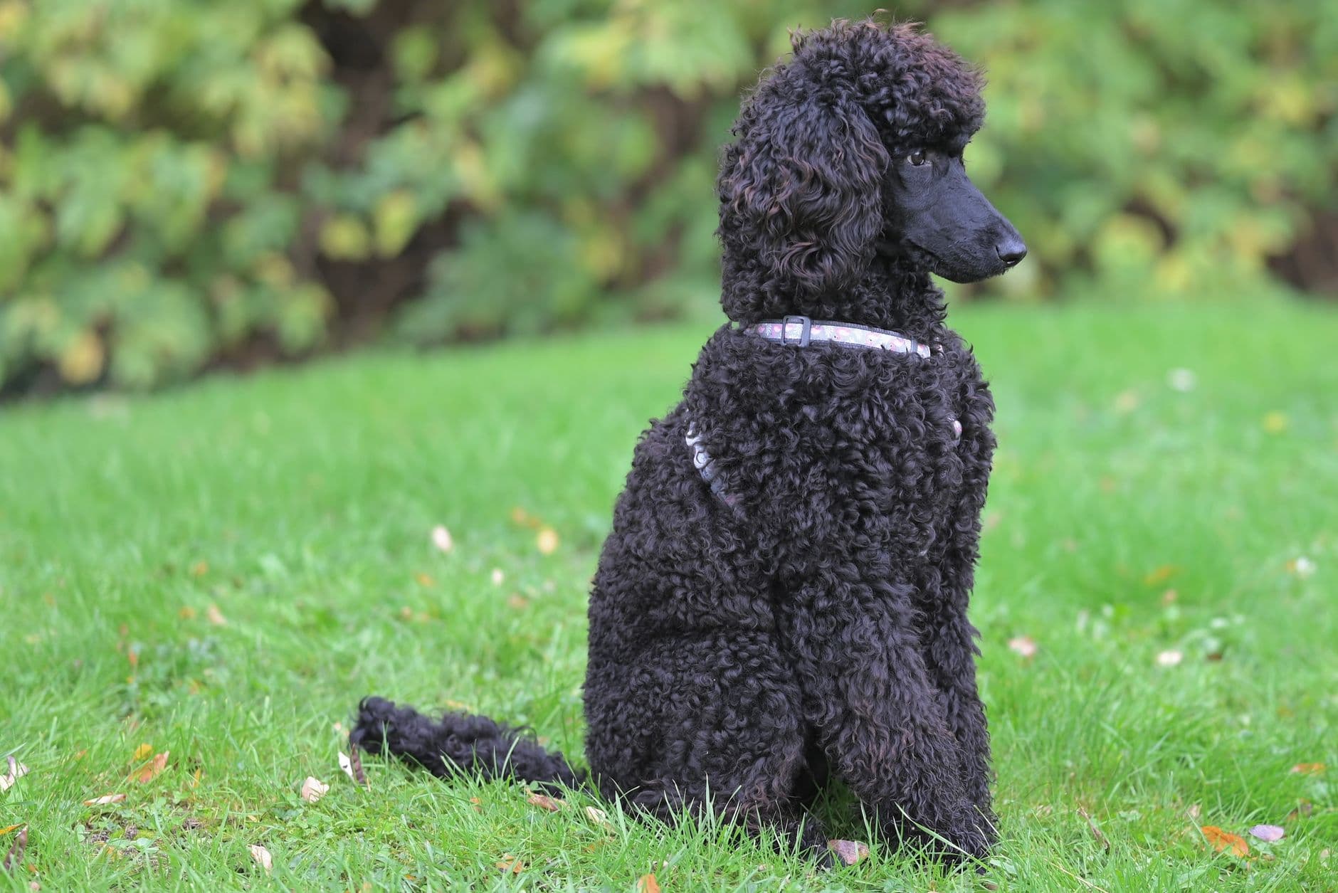 Poodle Care Guide: Standard, Miniature & Toy