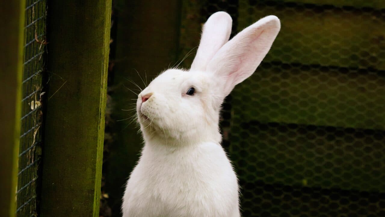 Rabbit Housing: Space, Setup & Bunny-Proofing