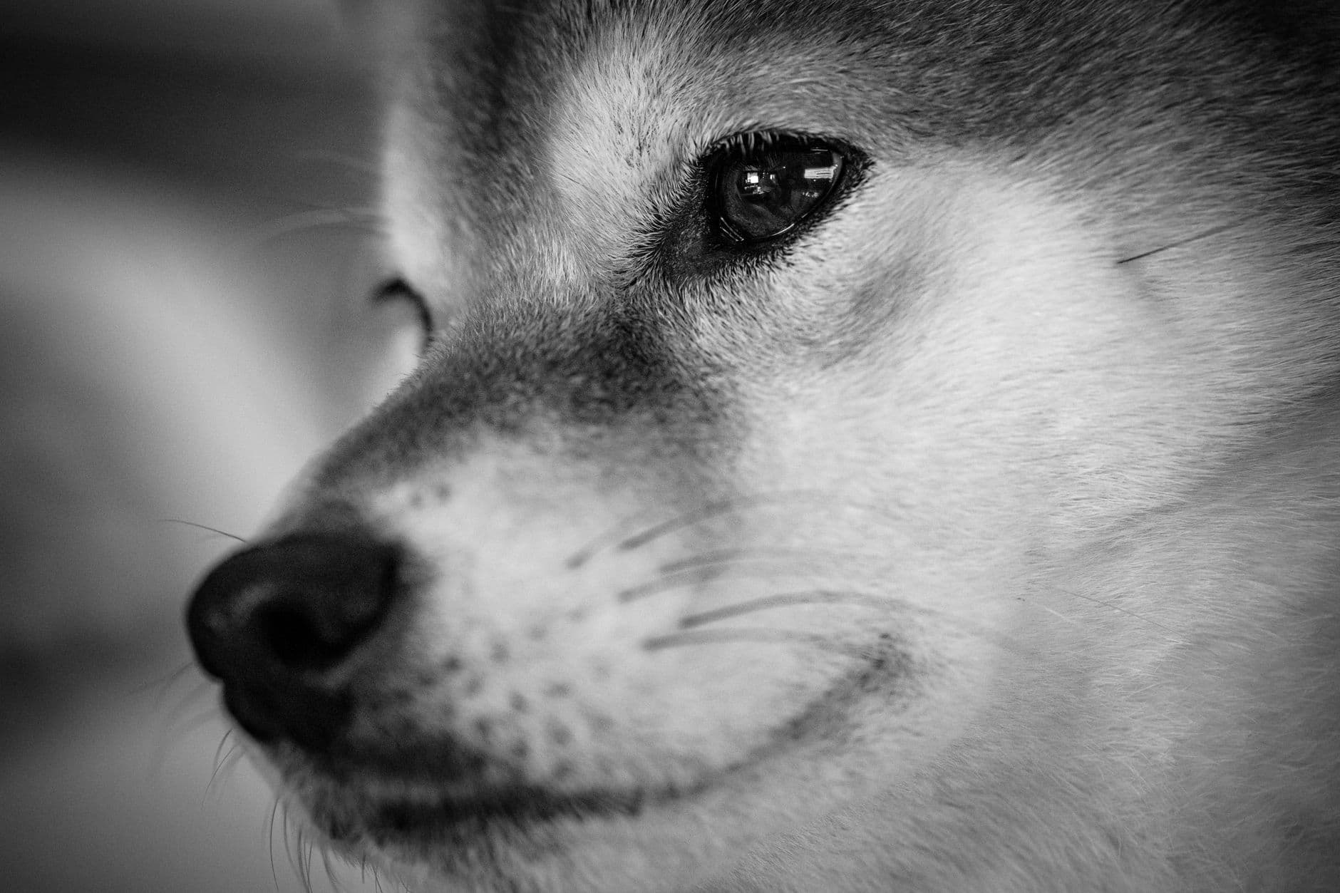 Shiba Inu Care Guide