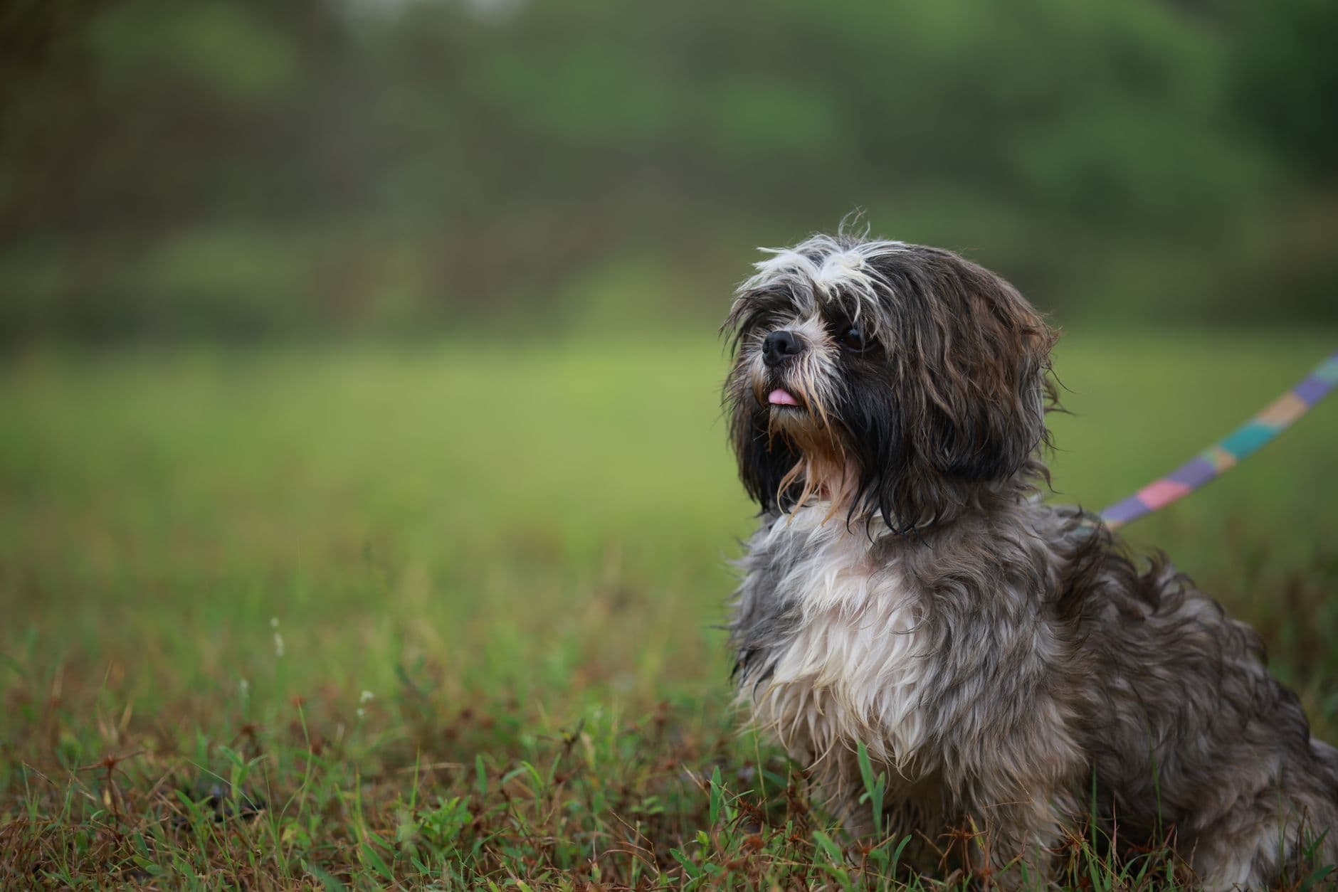 Shih Tzu Care Guide