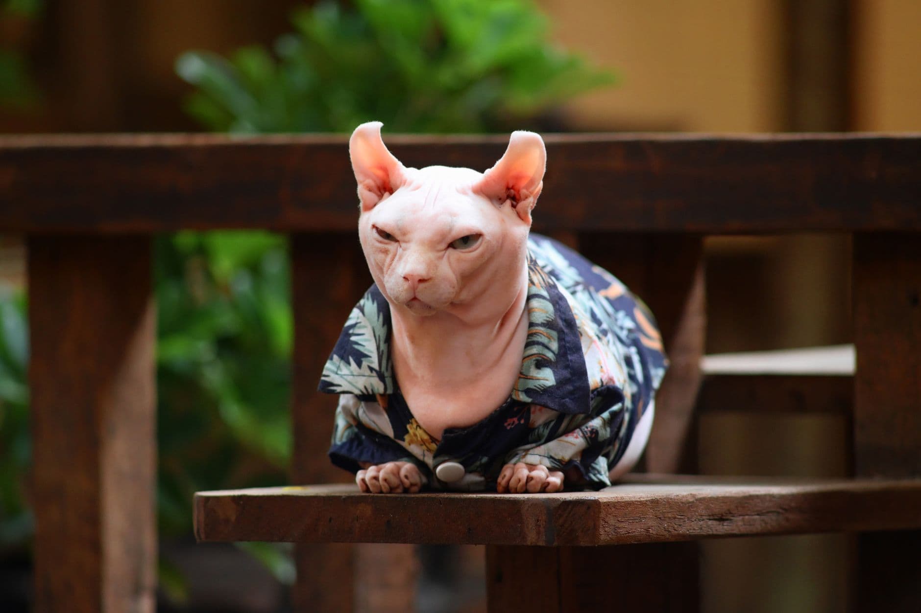 Sphynx Cat Care Guide