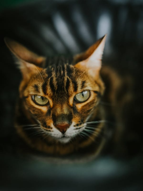 Bengal breed