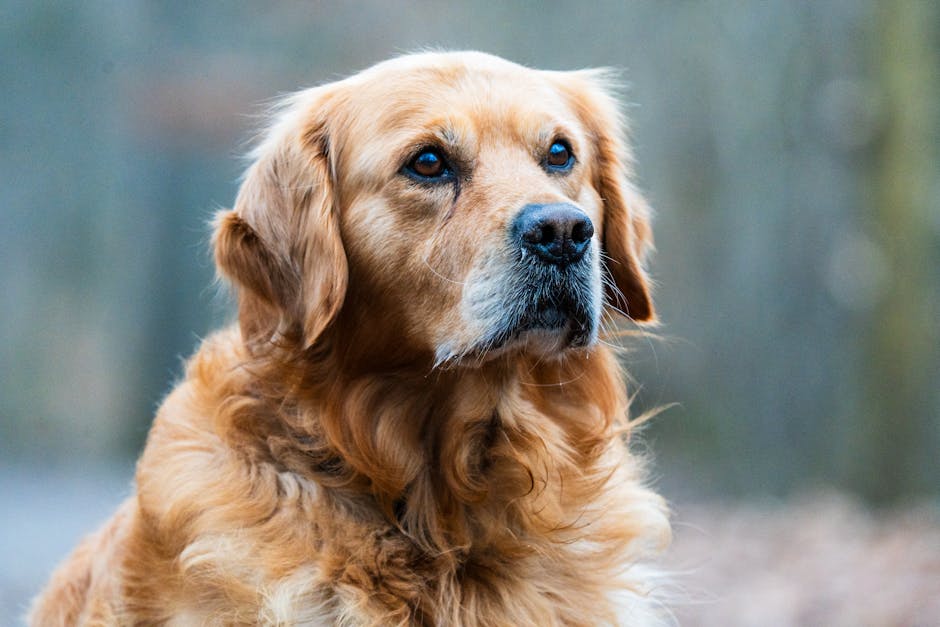 Golden Retriever — Adult Golden Retriever showing the breed's friendly expression
