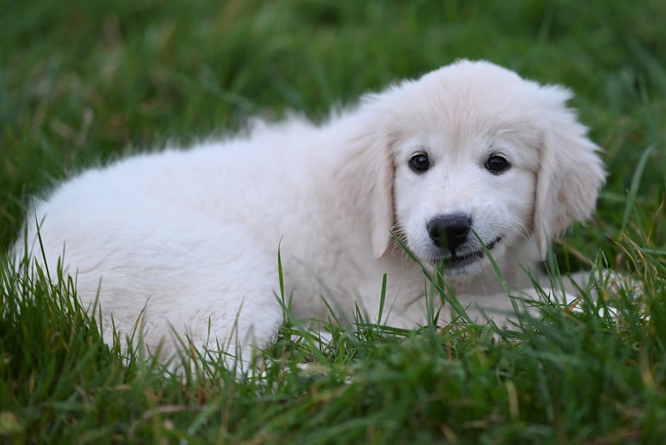 Golden Retriever — Golden Retriever puppy with characteristic fluffy coat