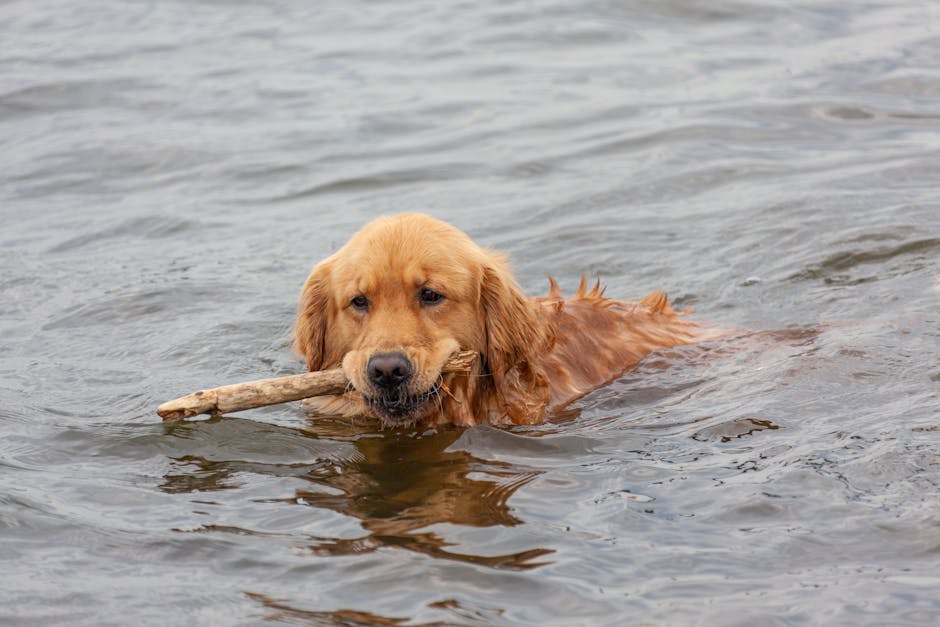Golden Retriever — Golden Retriever swimming, demonstrating their natural affinity for water